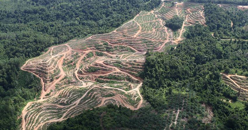 Η αποψίλωση του δάσους του Αμαζονίου αυξήθηκε κατά 22% μέσα σ' έναν χρόνο •  B2Green